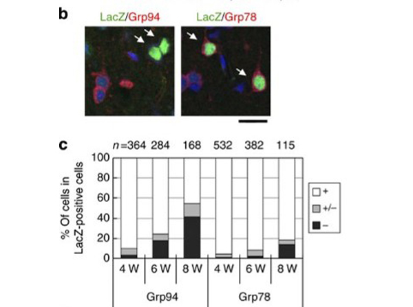Immunostaining using Beta Galactosidase