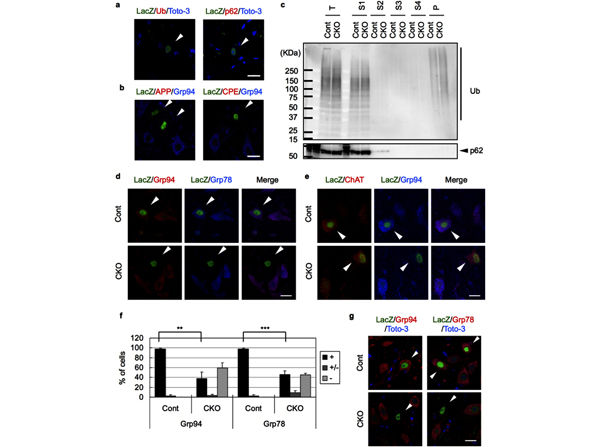 Immunostaining using Beta Galactosidase