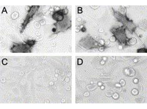 Immunostaining using Peroxidase