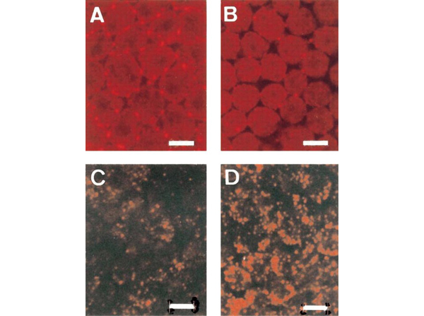 Immunostaining using Catalase