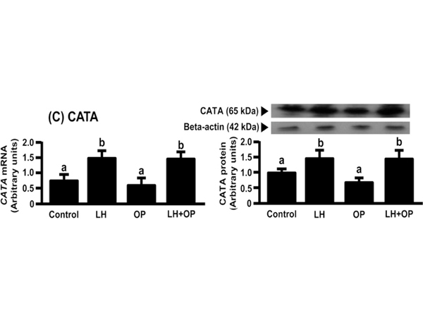 Western Blot using Catalase