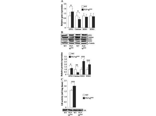 Western Blot using Catalase
