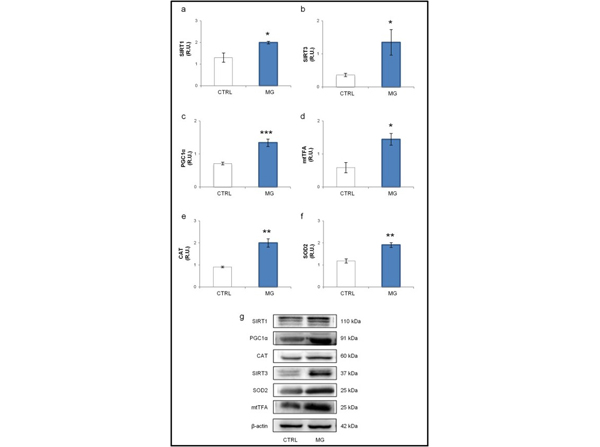 Western Blot using Catalase