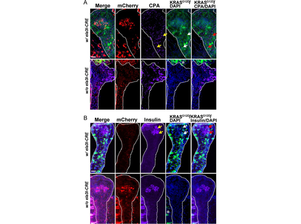 Immunofluorescence using Carboxypeptidase A