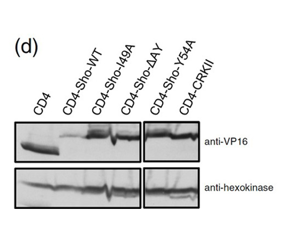 Western Blot using Hexokinase