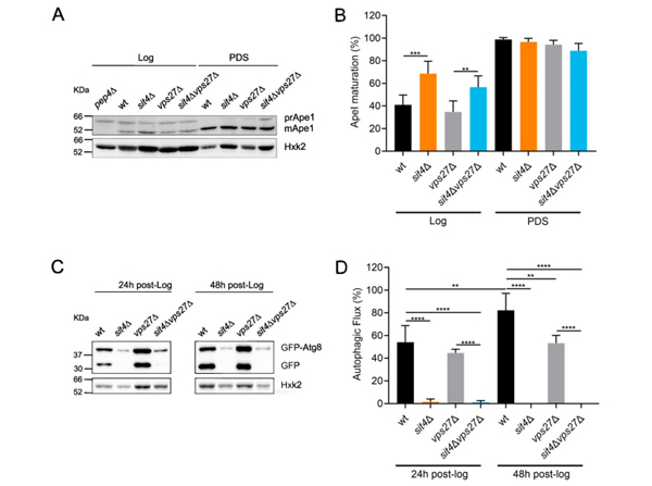 Western Blot using Hexokinase