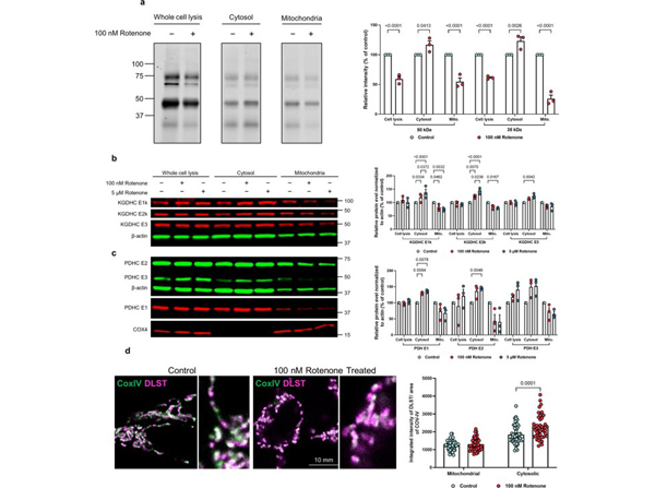 Western Blot using Lipoapmide Dehydrogenase