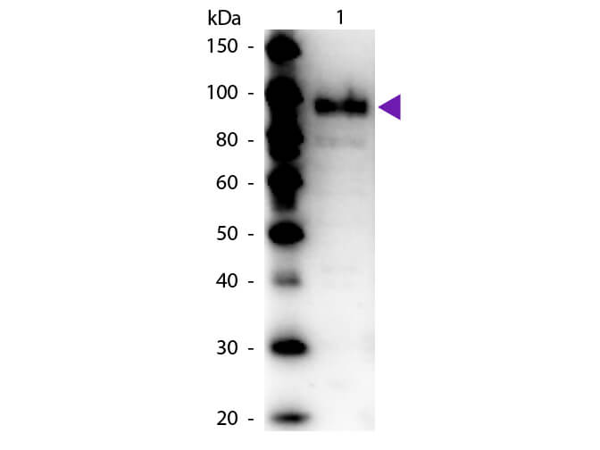 WB - Phospho Enol Pyruvate Carboxylase Antibody