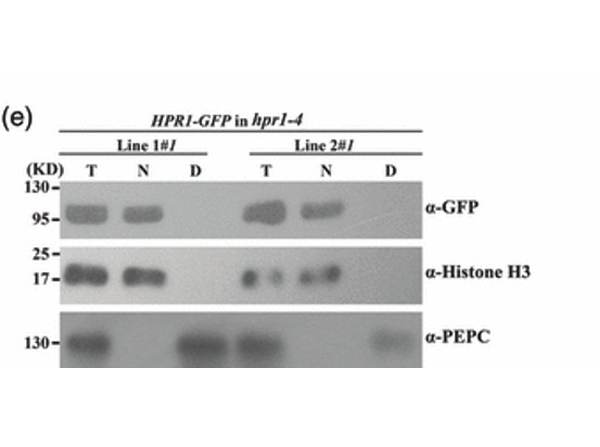 Western Blot using Phospho Enol Pyrovate