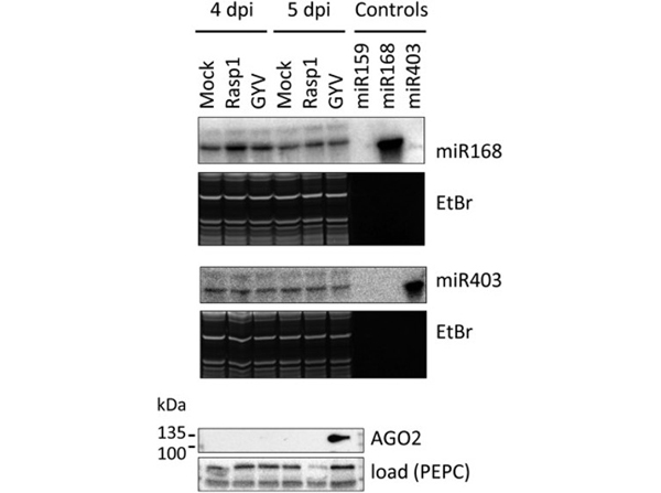 Western Blot using Phospho Enol Pyrovate