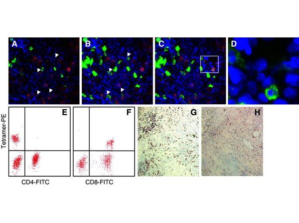 Immunofluorescence using Streptavidin