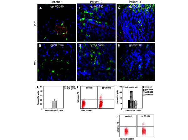Immunofluorescence using B-Phycoerythrin