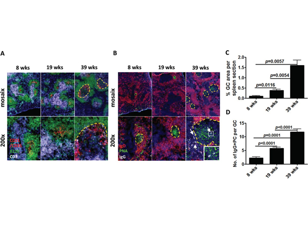 Immunofluorescence using B-Phycoerythrin