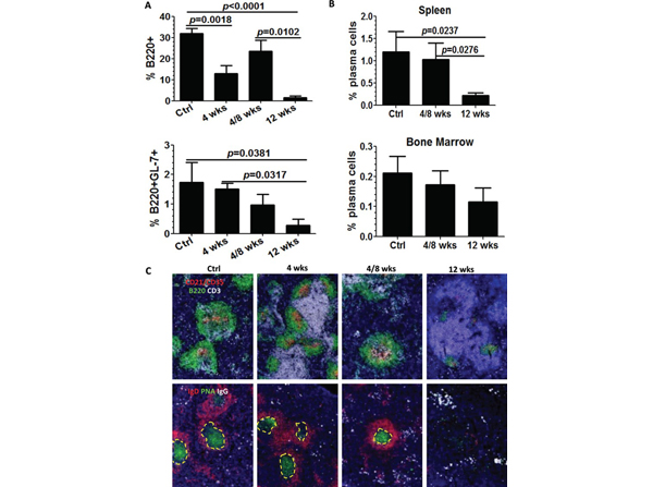 Immunofluorescence using B-Phycoerythrin