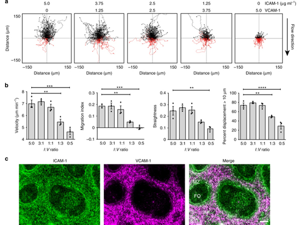 Immunofluorescence using B-Phycoerythrin