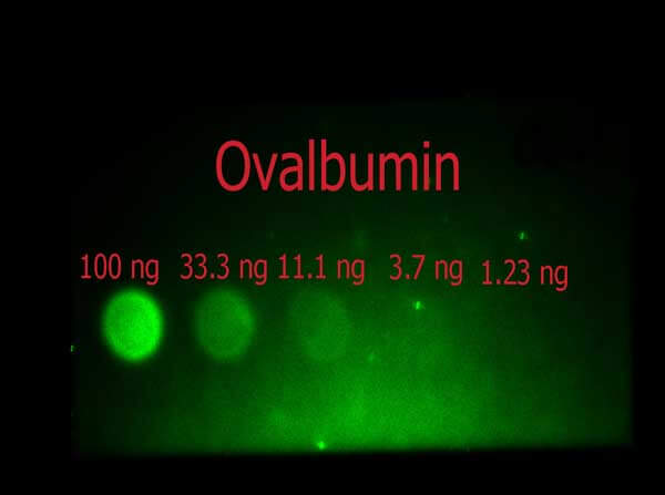 Anti-Ovalbumin Polclonal Antibody Dot Blot