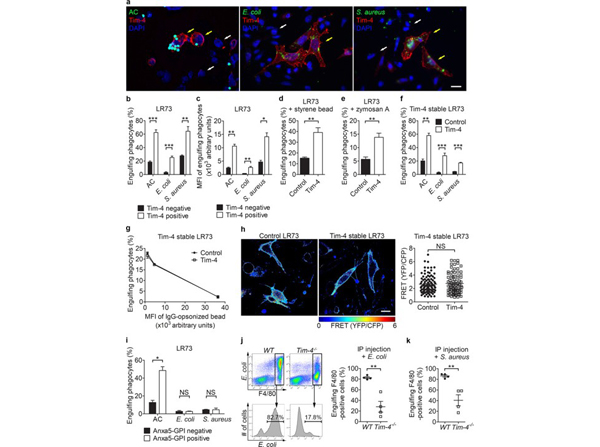 Flow Cytometry using Streptavidin FITC