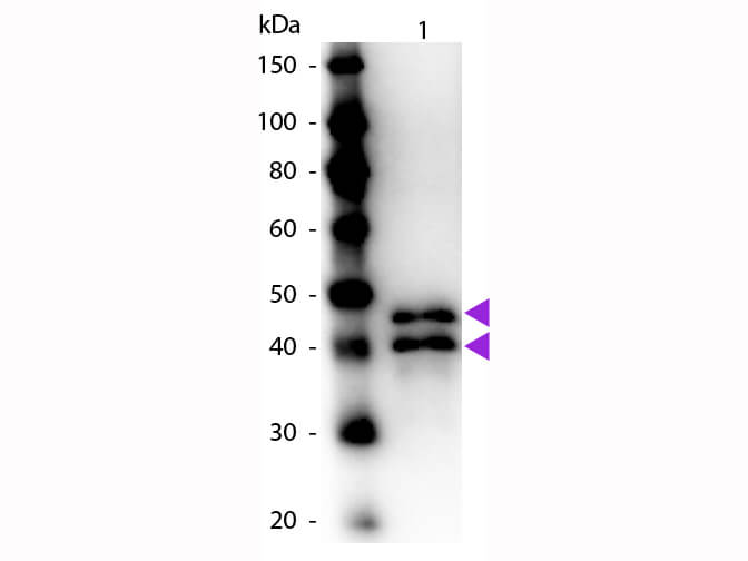 WB - Ovalbumin Antibody Peroxidase Conjugated