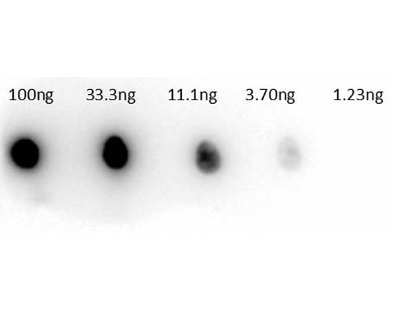 Dot Blot of Rabbit Anti-Carbonic Anhydrase II Antibody