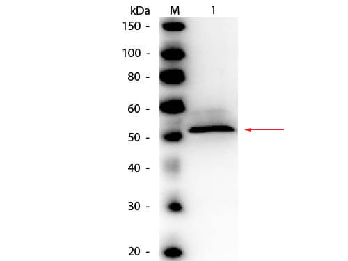 Hexokinase Antibody Peroxidase Antibody - Western Blot