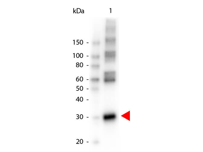 L-ASPARAGINASE (RABBIT) Antibody Peroxidase Conjugated - Western Blot