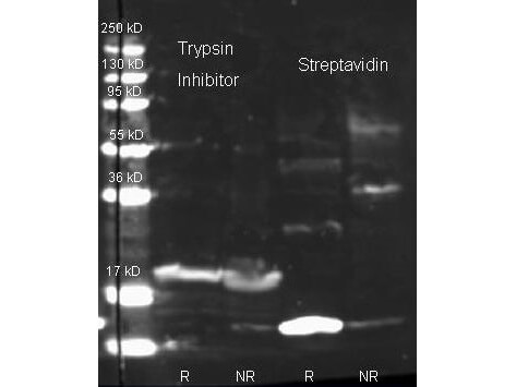 Anti Trypsin Inhibitor Polyclonal Antibody-Western Blot
