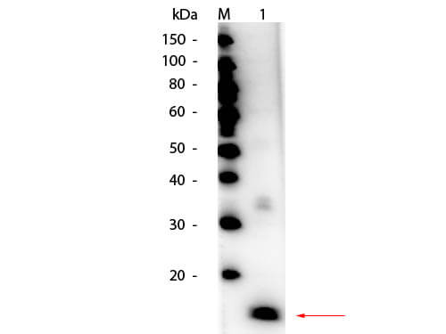 HRP Conjugated Superoxide Dismutase Antibody - Western Blot