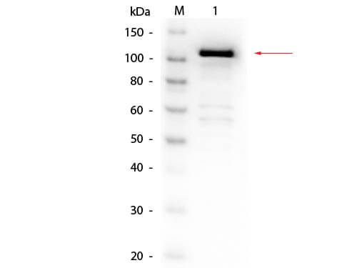 Beta Galactosidase (E. Coli) Antibody Biotin Conjugated - Western Blot