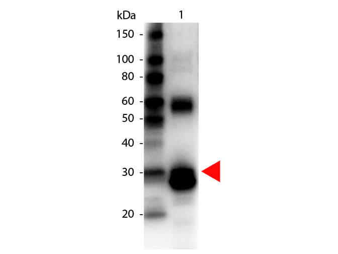 L-Asparaginase Antibody Biotin Conjugated - Western Blot