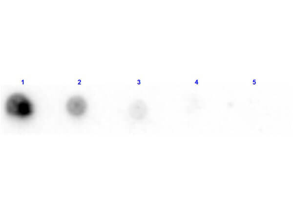 Dot Blot of Anti-Penicillinase Antibody Biotin Conjugated