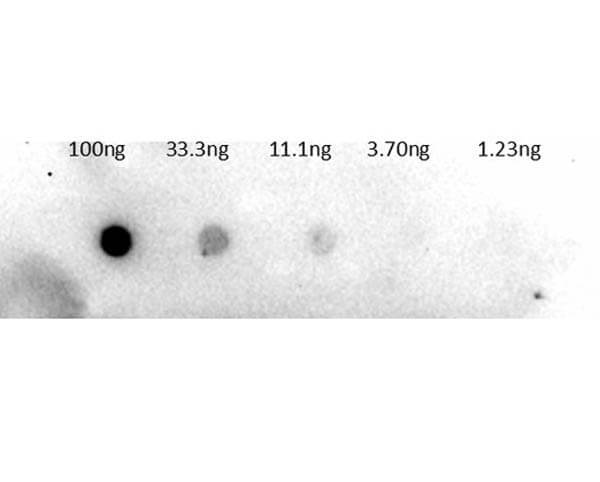 Dot Blot of Rabbit Anti-Trypsinogen Antibody Biotin Conjugation.