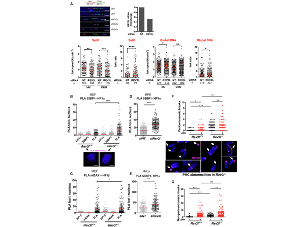 Immunofluorescence using Streptavidin Biotin