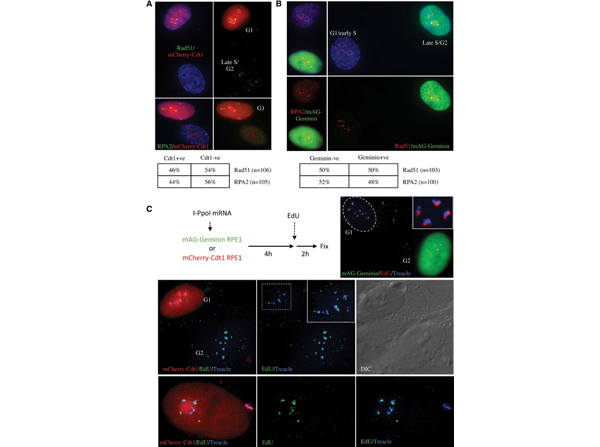Immunofluorescence using Streptavidin Biotin