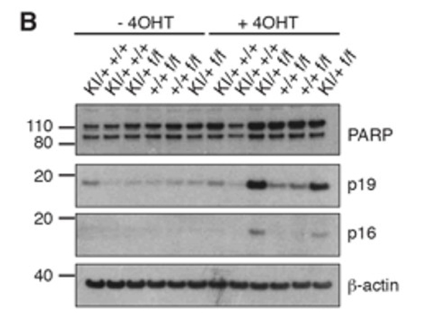 Western Blot using p19
