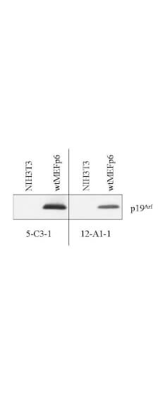Anti-p19Arf Antibody - Western Blot