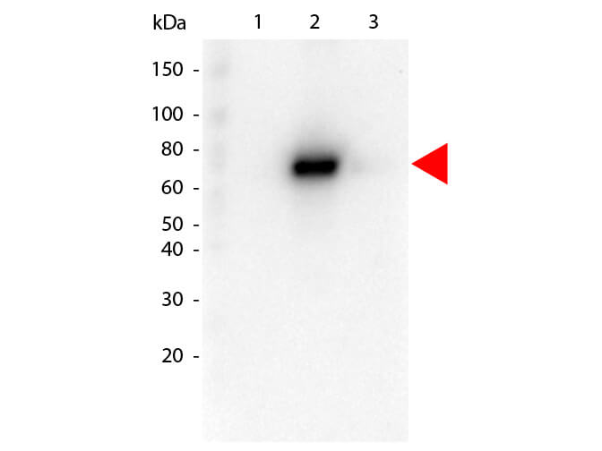 Western Blot of Rat anti-AKT2 antibody. Lane 1: GST Tagged recombinant AKT1. Lane 2: GST Tagged recombinant AKT2. Lane 3: GST Tagged recombinant AKT3. Load: 25 ng per lane. Primary antibody: AKT2 antibody at 1:1,000 for overnight at 4°C. Secondary antibody: Peroxidase rat secondary antibody at 1:40,000 for 30 min at RT. Block: MB-070 for 30 min at RT. Predicted/Observed size: 78 kDa for AKT2. Other band(s): none.