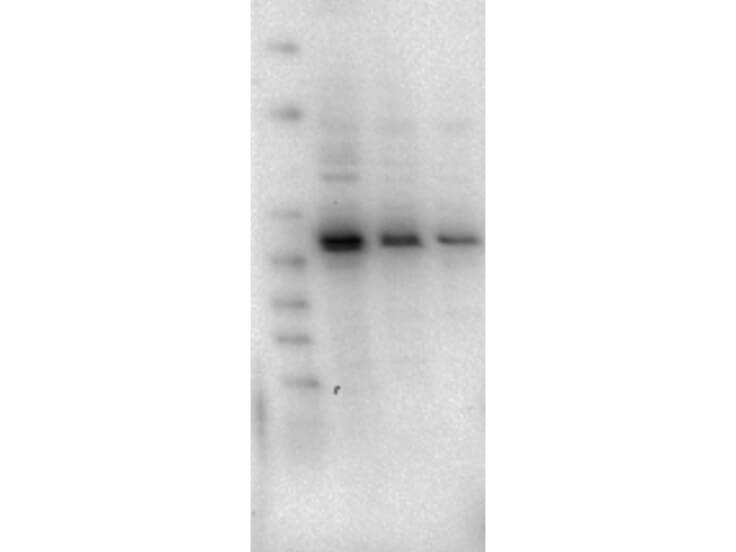 Western Blot - AKT2 antibody