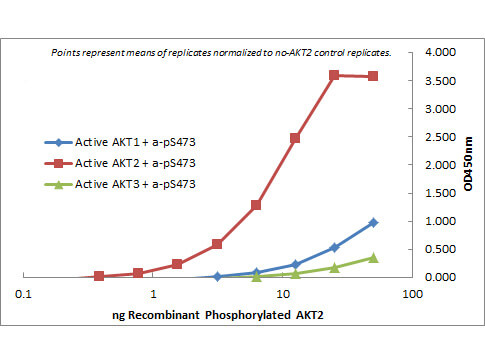 ELISA - AKT2 antibody