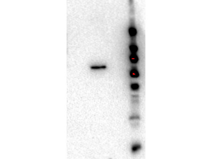 Western Blot - AKT2 antibody