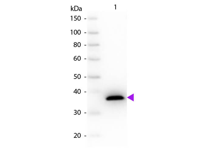 WB - Malate Dehydrogenase Antibody