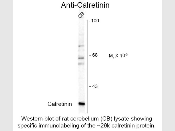 Western Blot of Anti-Calretinin (Sheep) Antibody - 200-601-D13
