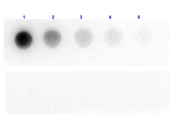 Dot Blot of Chicken Anti-Beta Galactosidase Antibody.
