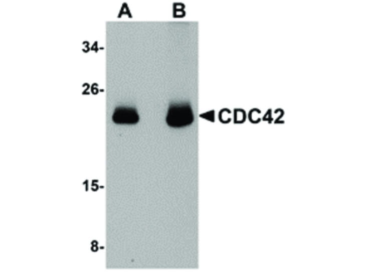 Western Blot of CDC42 Antibody