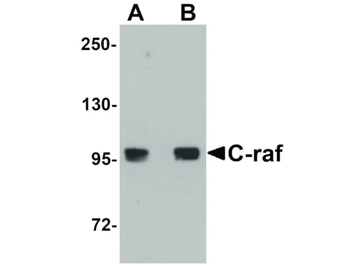 Western Blot of C-raf Antibody