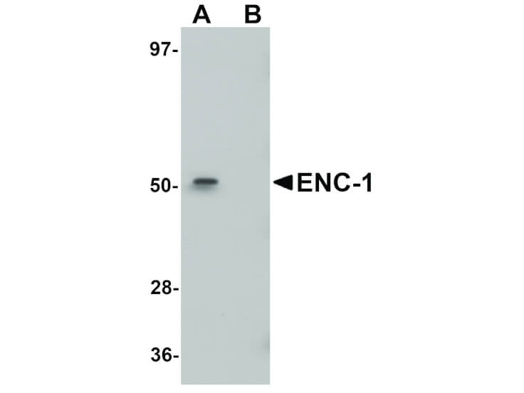 Western Blot of ENC-1 Antibody