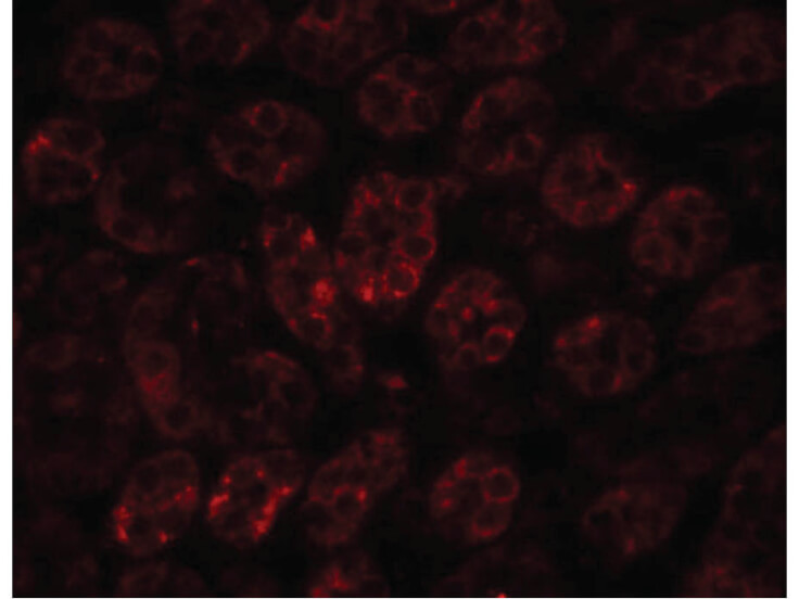 Immunofluorescence of ENC-1 Antibody