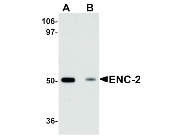 Western Blot of ENC-2 Antibody