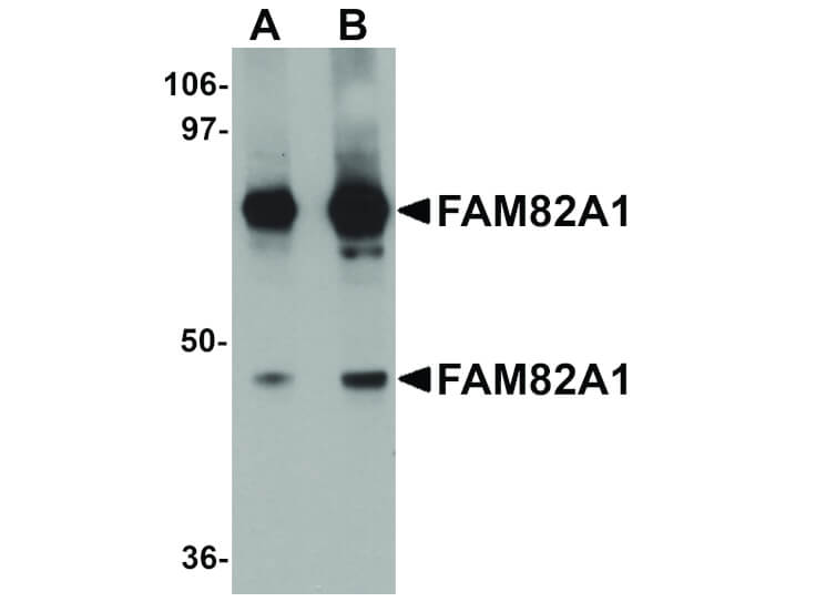 Western Blot of FAM82A1 Antibody