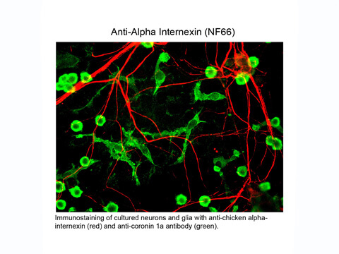 Immunohistochemistry of Anti-Alpha Internexin (chicken) Antibody - 200-901-D04