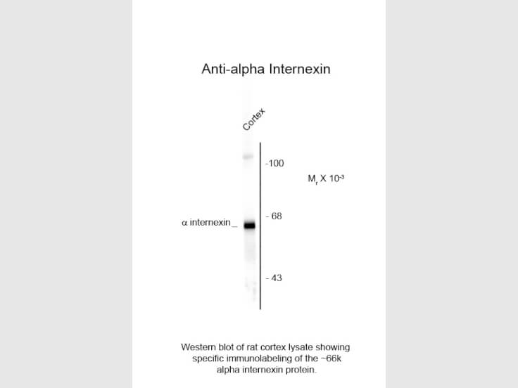 Western Blot of Anti-Alpha Internexin (chicken) Antibody - 200-901-D04